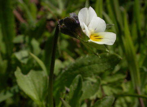 Field Pansy