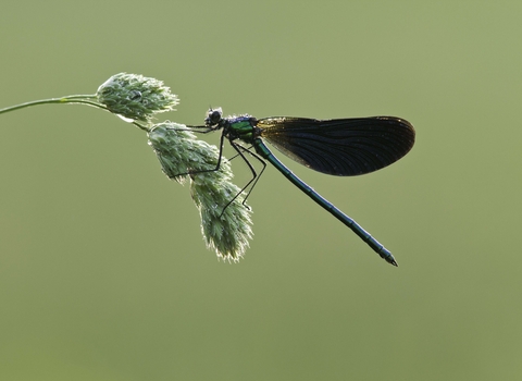 Male Beautiful Demoiselle