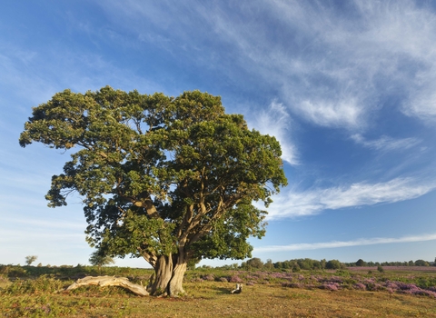 English Oak