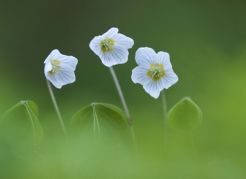 Wood-sorrel
