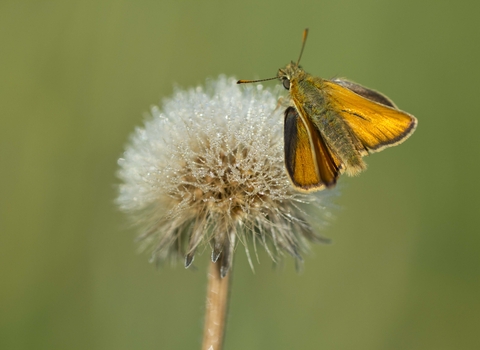 Small Skipper