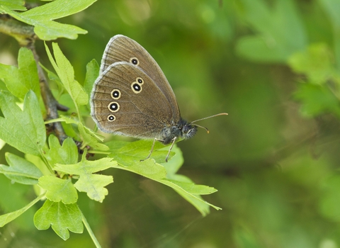 Ringlet