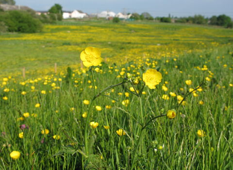Meadow Buttercup
