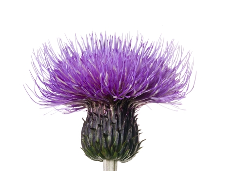 Melancholy Thistle