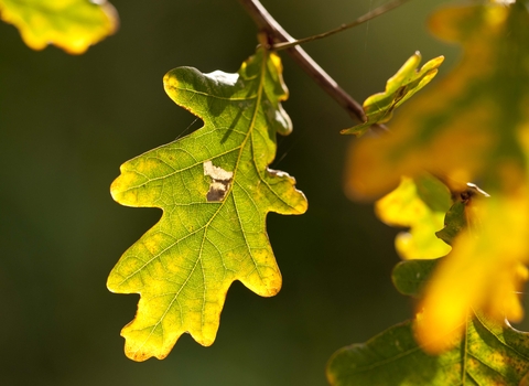 English Oak
