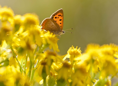 Small Copper butterfly