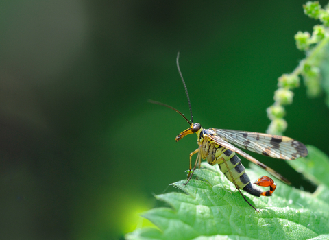 Scorpion Fly