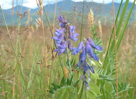 Tufted Vetch