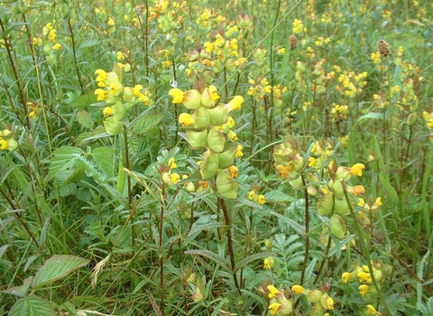 Yellow-rattle