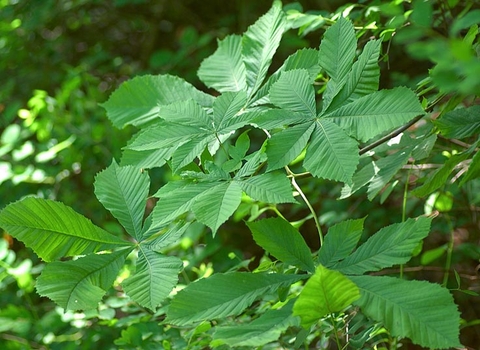 Horse Chestnut