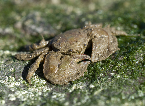 Porcelain crab