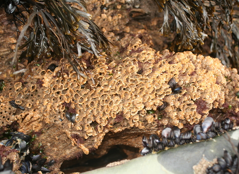 Honeycomb worm