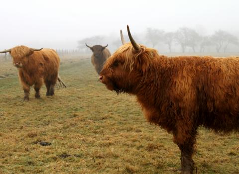 Flexigraze highland cattle - NWT