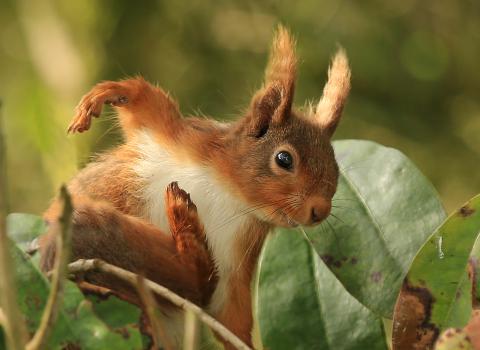 Red Squirrel - Jon Hawkins