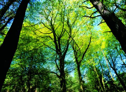 Tree canopy - Allan Potts