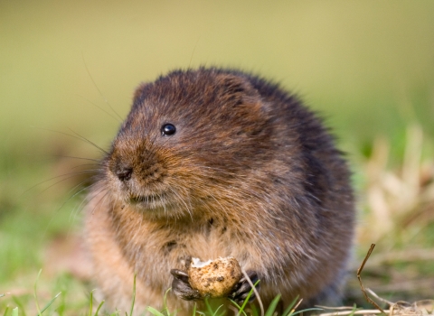 Water vole feeding Tom Marshall