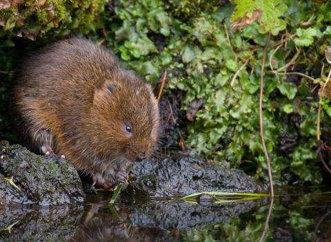 A water vole in a riverbank, with text that reads “Restoring Ratty”.