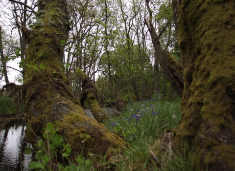 Barrow Burn Wood - Steven Playle