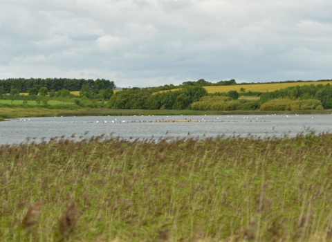 Druridge Pools | Northumberland Wildlife Trust