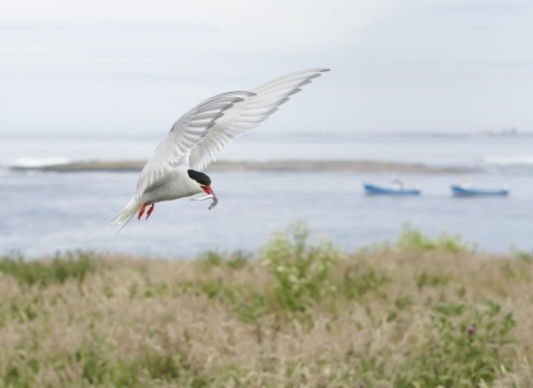 Arctic Tern - Richard Steel/2020VISION