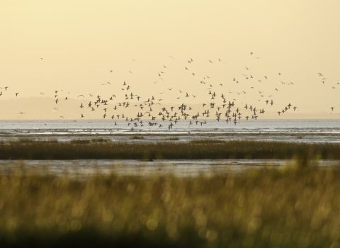 Birds on horizon - Terry Whittaker/2020VISION