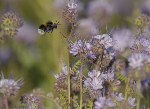 Buff tailed bumblebee - Chris Gomersal/l2020VISION