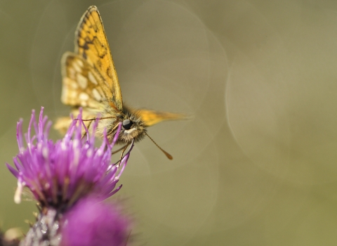 Chequered skipper - Fergus Gill/2020VISION