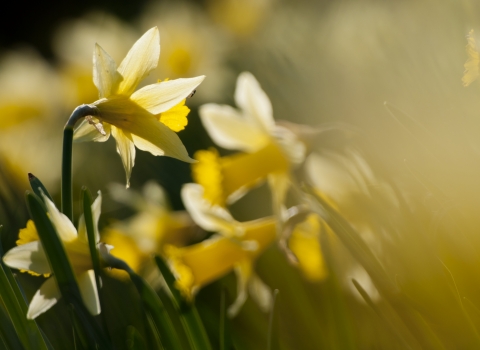 Daffodils - Ross Hoddinott/2020VISION