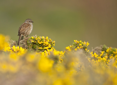 Dunnock - Mark Hamblin/2020VISION