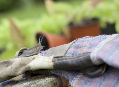 Gardening - Tom Marshall