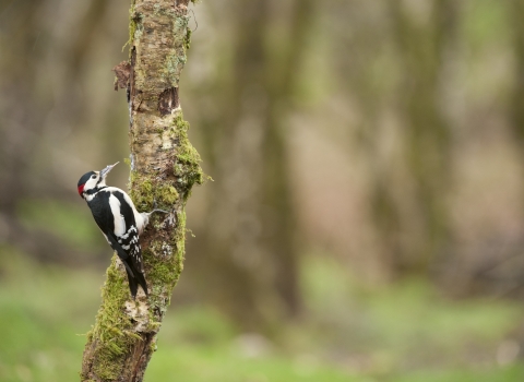 Gret spotted woodpecker - Mark Hamblin/2020VISION