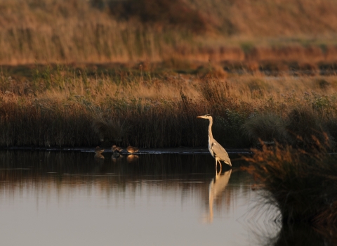 Grey heron - Terry Whittaker/2020VISION