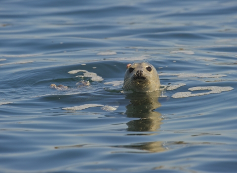 Grey seal - Rob Jordan/2020VISION