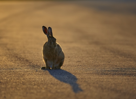 Hare - Richard Steel/2020VISION