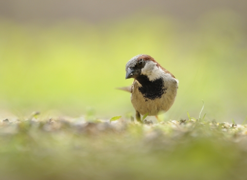 House sparrow - Fergus Gill2020VISION