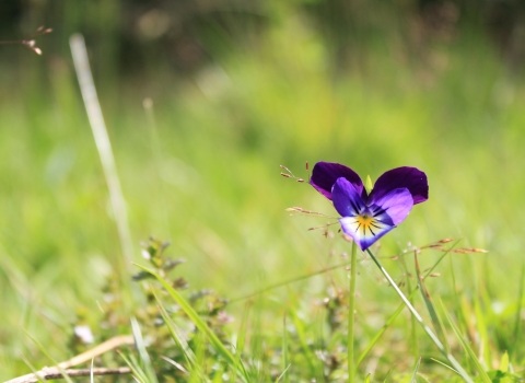 Williamston flower