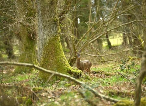 Juliet's Wood - Steven Morris