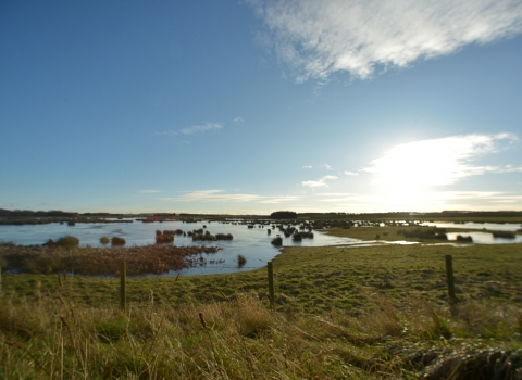 Druridge Pools - Steven Morris