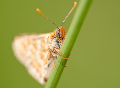 Marsh fritillary - Ross Hoddinott/2020VIOSION