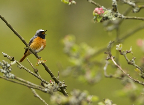 Redstart - Mark Hamblin/2020VISION