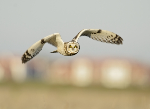 Short eared owl - Terry Whittaker/2020VISION