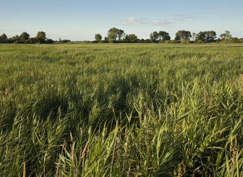 Wetland - Mark Hamblin/2020VISION