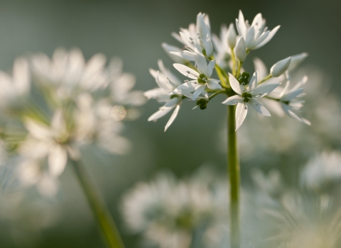 Wild garlic - Ross Hoddinott/2020VISION