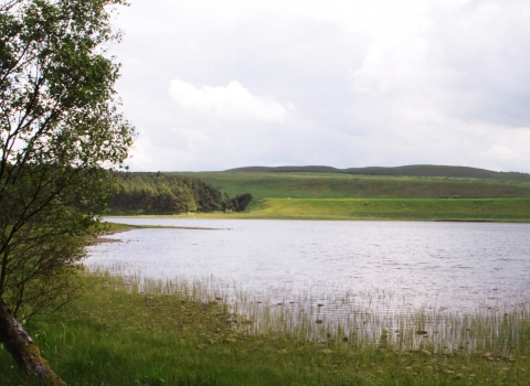 Greenlee Lough - Steven Playle