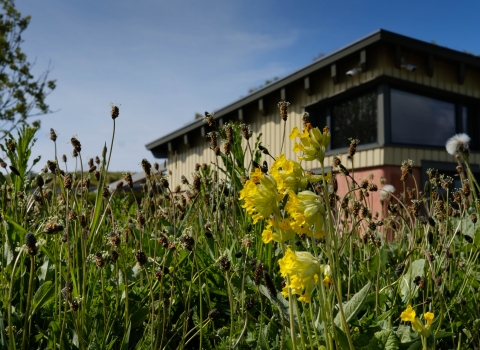 Hauxley WDC meadow - Simon Greener