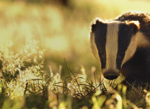 Badger - Andrew Parkinson/2020VISION