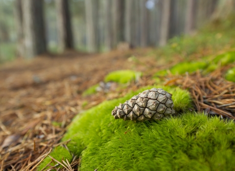 Scots pine cone Mark Hamblin/2020VISION