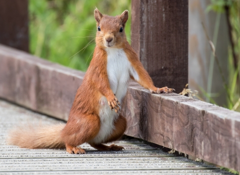 Leaning red squirrel - Tim Mason