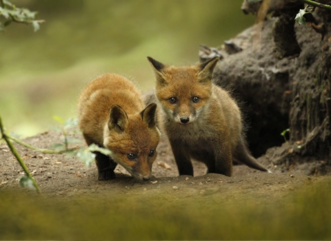 Fox cubs - Jon Hawkins