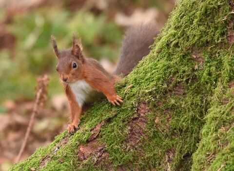 Red squirrel - Joel Ireland